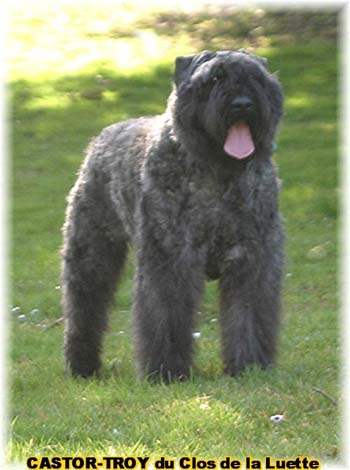 bouvier des flandres du clos de la luette - copyright d&eacute;pos&eacute;